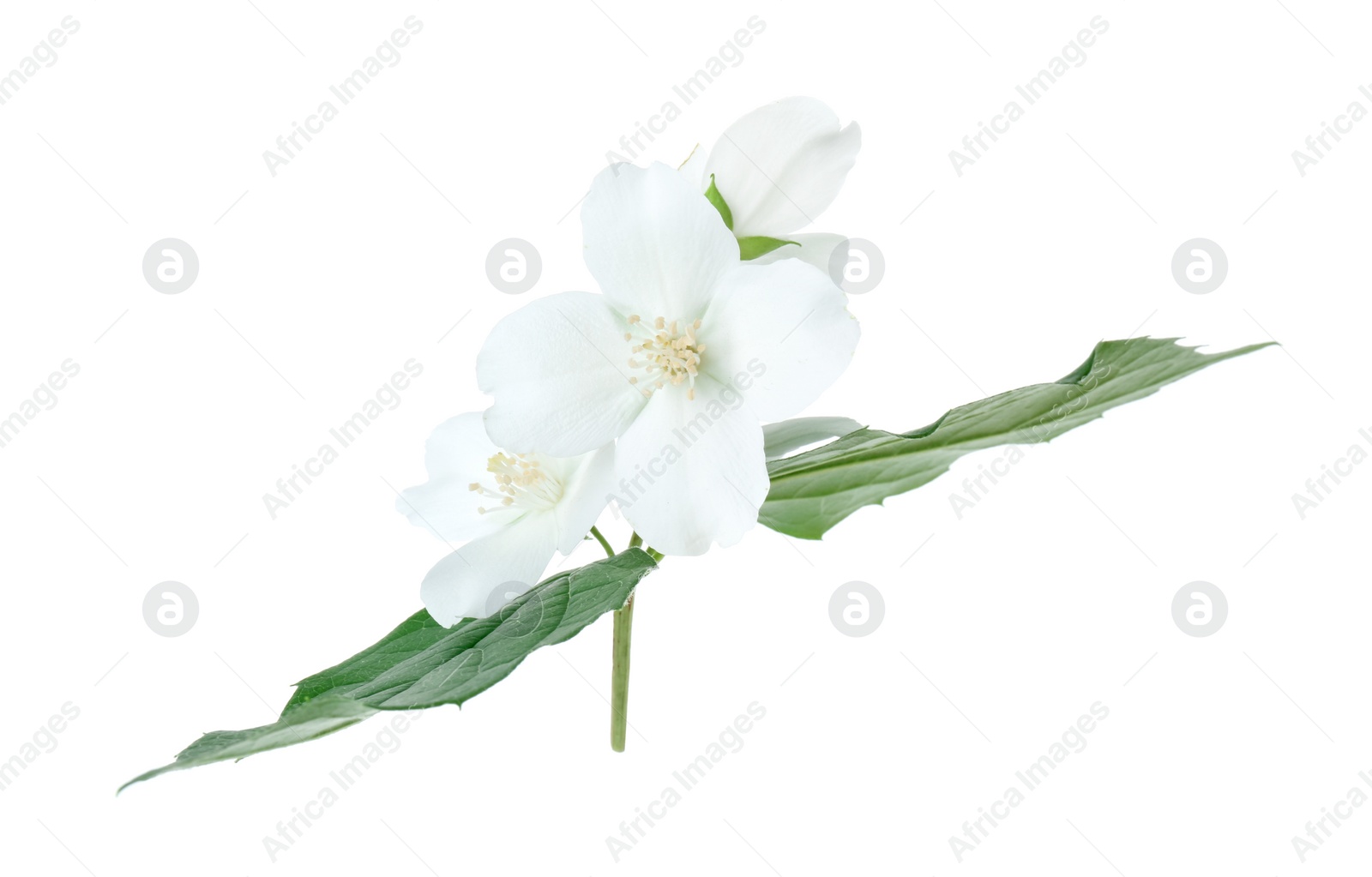 Photo of Branch of jasmine flowers and leaves isolated on white