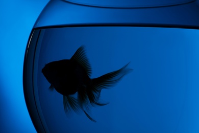 Photo of Silhouette of beautiful goldfish in aquarium on blue background, closeup