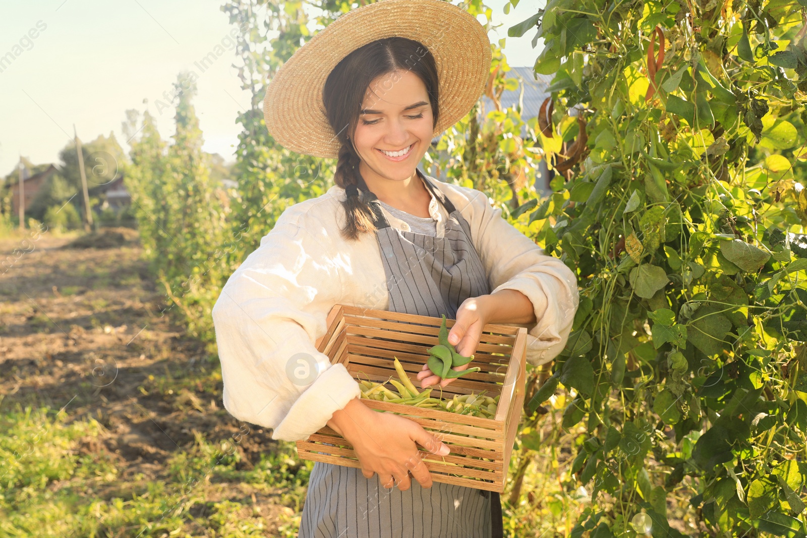 Photo of Young woman harvesting fresh green beans in garden