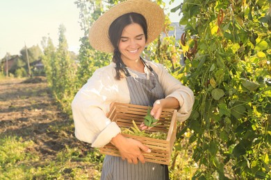 Young woman harvesting fresh green beans in garden