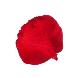 Red rose flower petal on white background