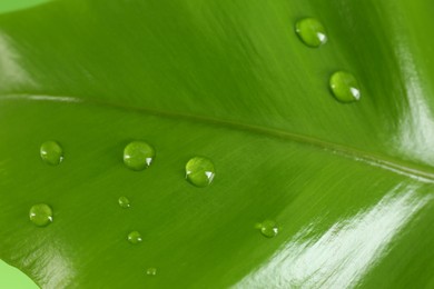 Green leaf with dew drops as background, closeup
