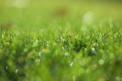 Photo of Beautiful green grass with dew on nice sunny morning, closeup