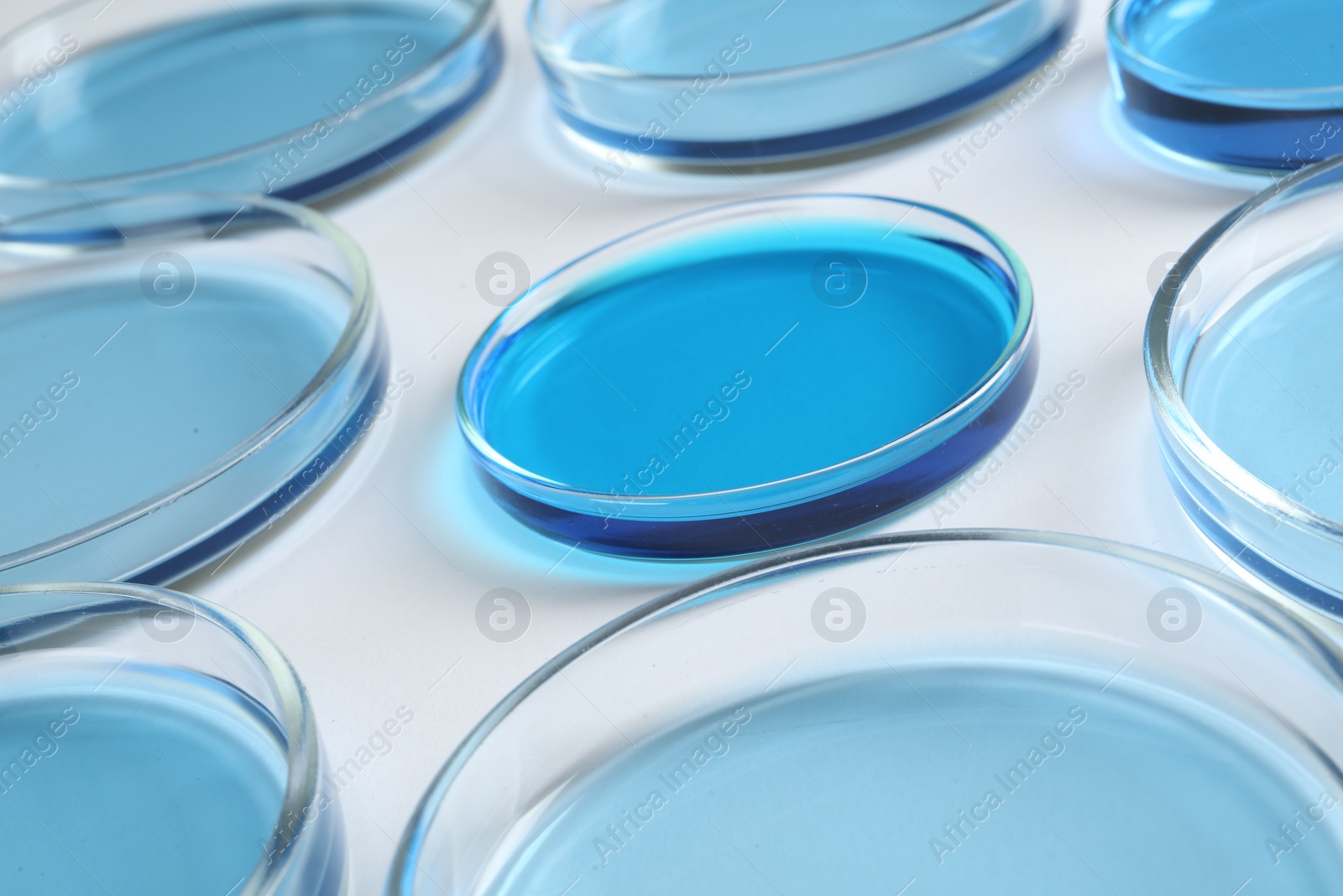 Photo of Many Petri dishes with light blue liquids on white background, closeup