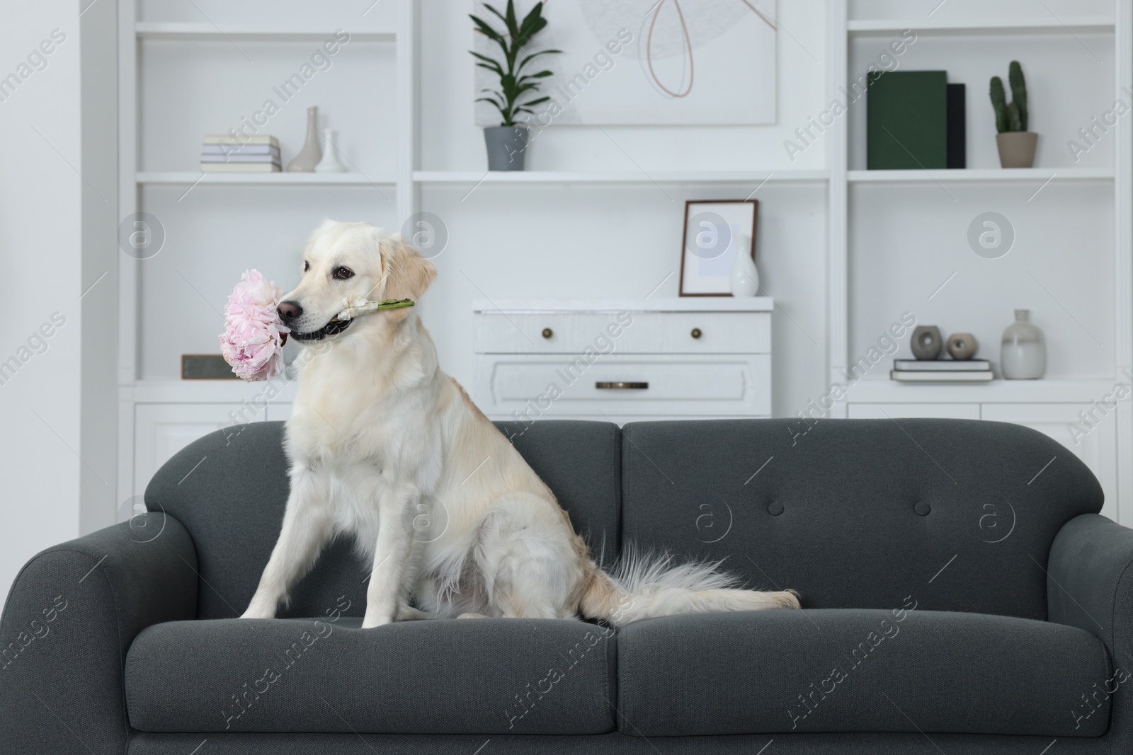 Photo of Cute Labrador Retriever with beautiful peony flowers on sofa at home