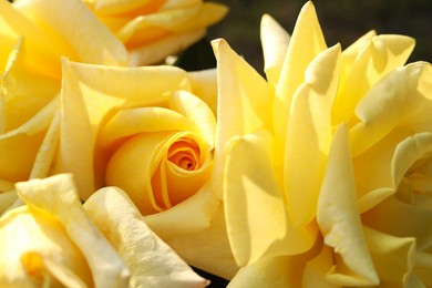 Photo of Closeup view of beautiful yellow roses outdoors