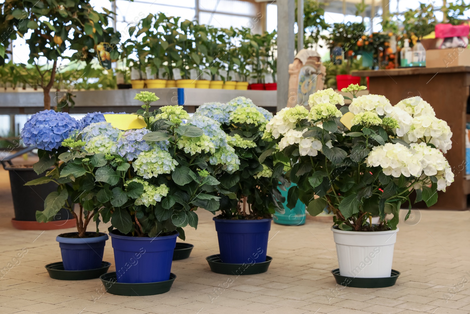 Photo of Beautiful potted blooming hortensia plants in garden center