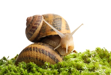 Common garden snails on green moss against white background, closeup