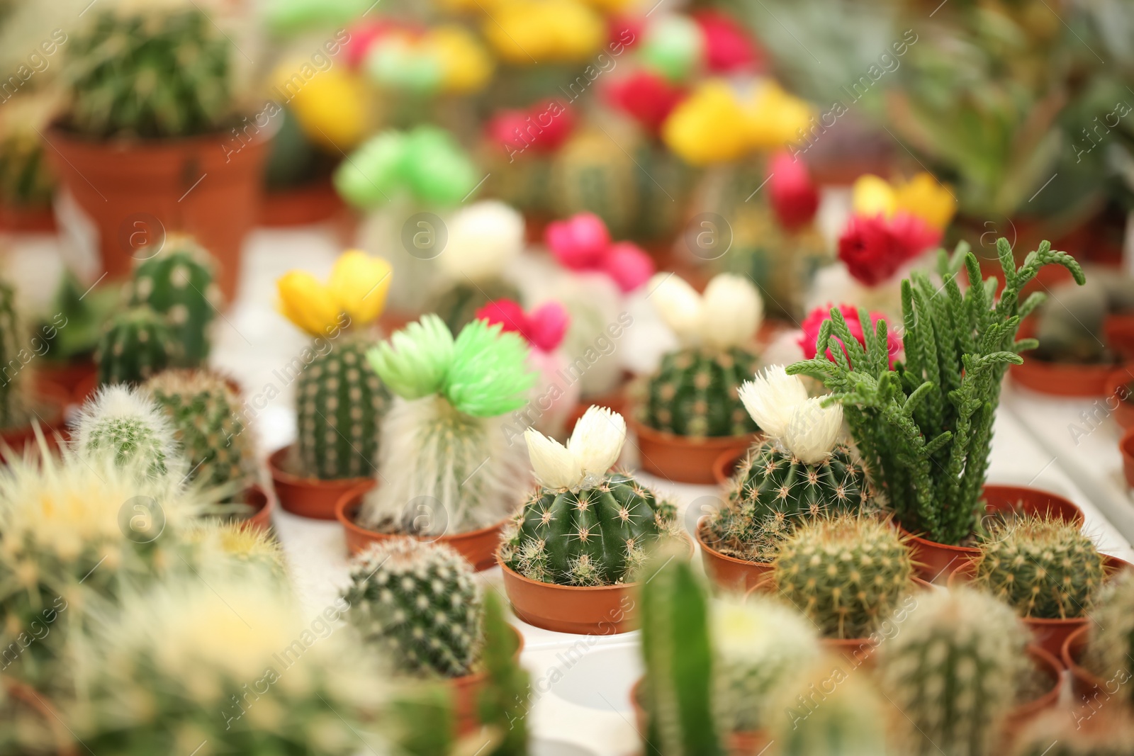 Photo of Pots with beautiful cacti, closeup. Tropical flowers