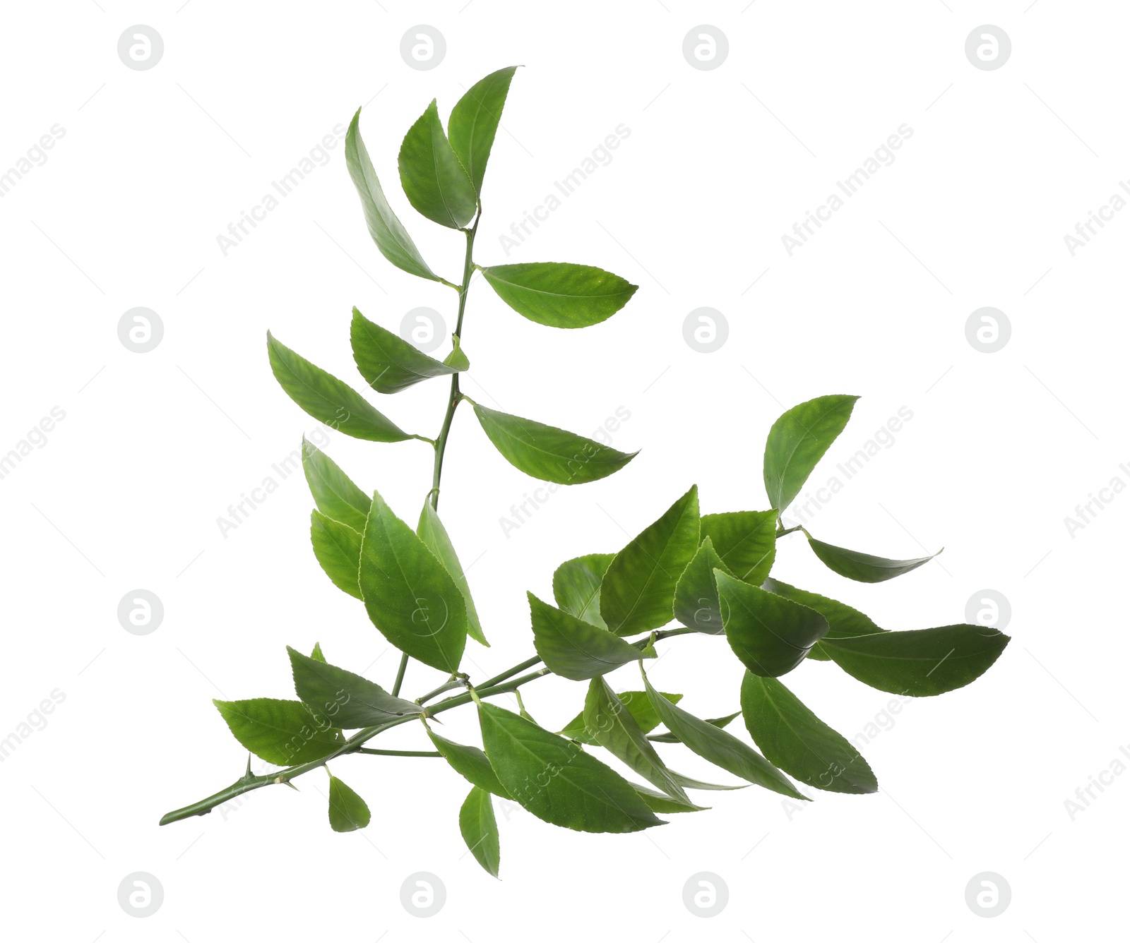 Photo of Branch of tropical citrus plant with leaves isolated on white