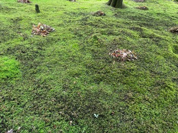 Bright moss on ground outdoors, above view