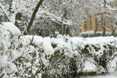 Photo of Beautiful view of bushes covered with snow in park