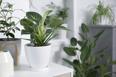 Photo of Green houseplants in pots and watering can on table indoors