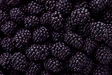 Tasty ripe fresh blackberries with as background, closeup view