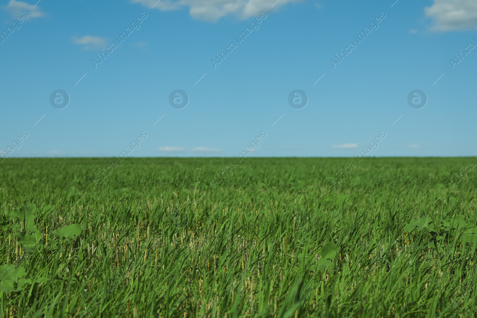 Photo of Picturesque view of green grass growing in field and blue sky