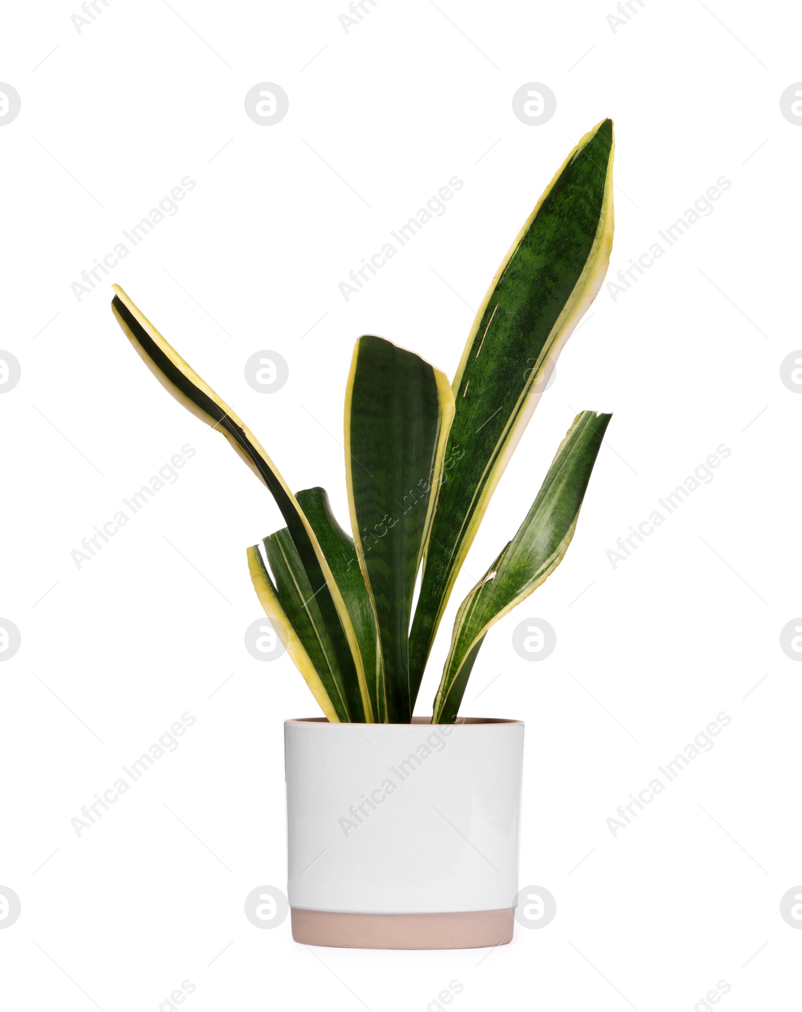 Photo of Potted houseplant with damaged leaves on white background