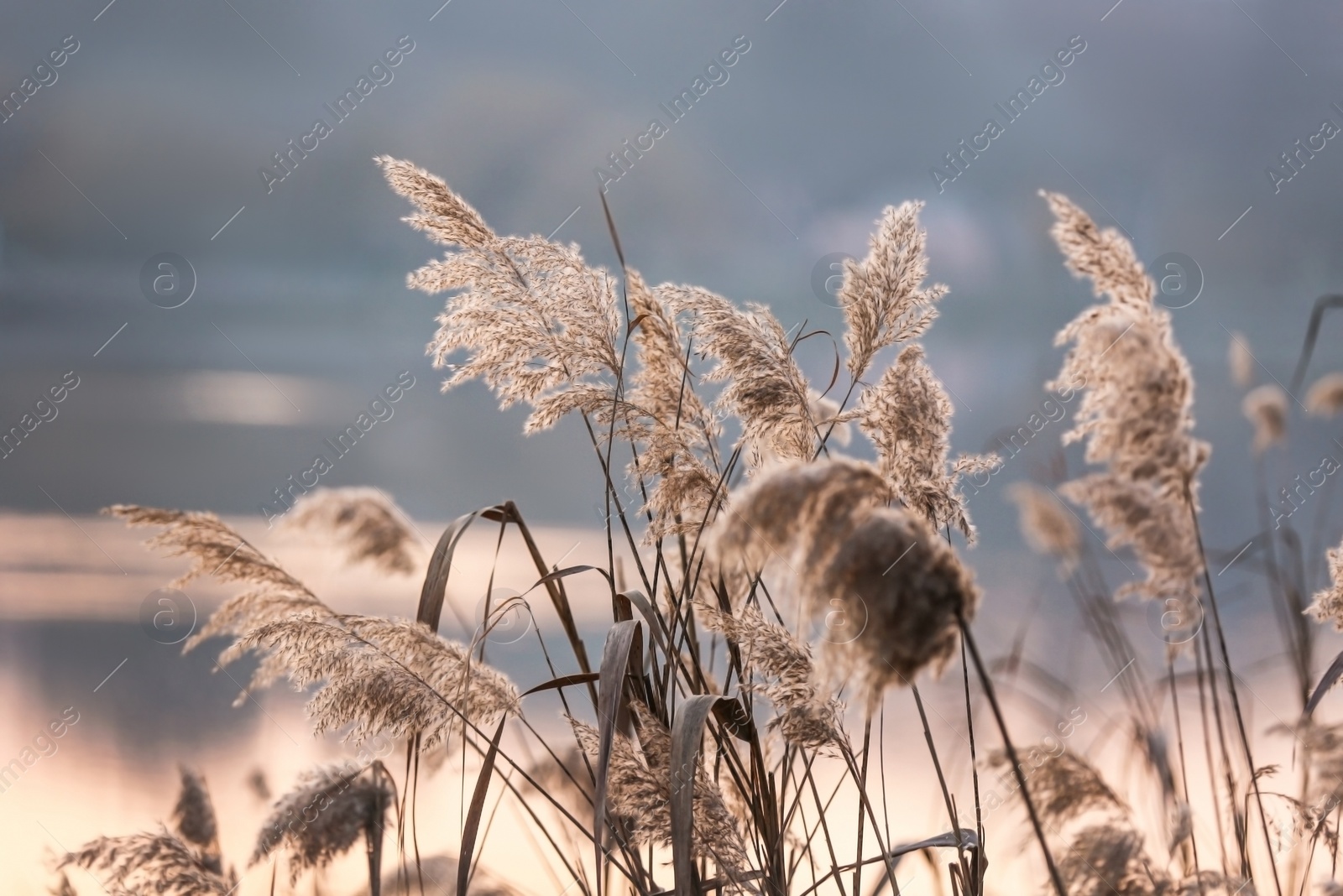 Photo of Beautiful view of reed plants in evening