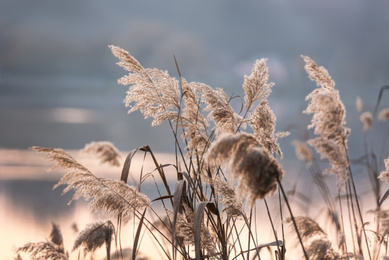 Photo of Beautiful view of reed plants in evening