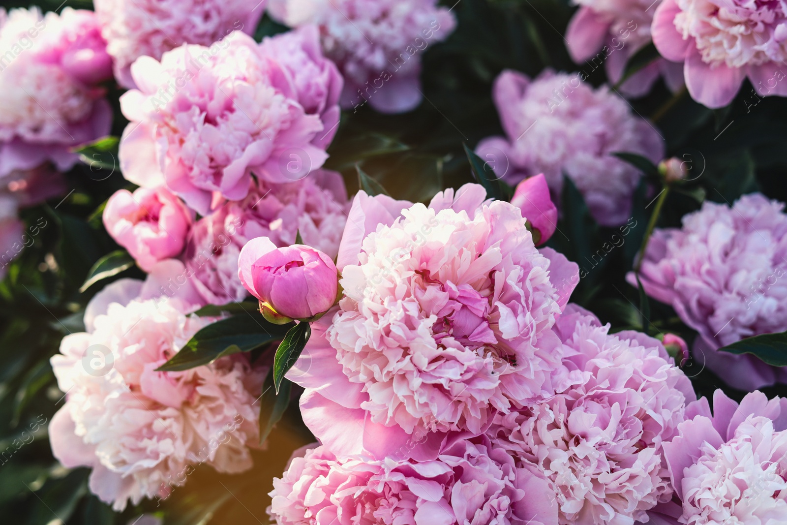 Photo of Beautiful pink peony flowers outdoors, closeup view