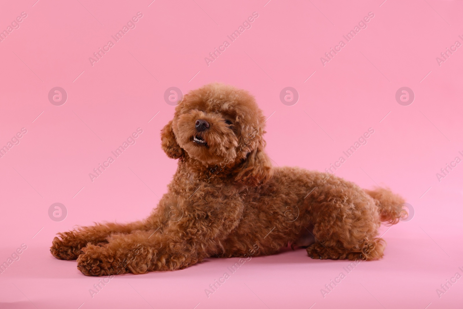 Photo of Cute Maltipoo dog on pink background. Lovely pet
