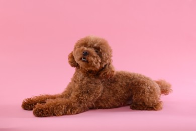 Cute Maltipoo dog on pink background. Lovely pet