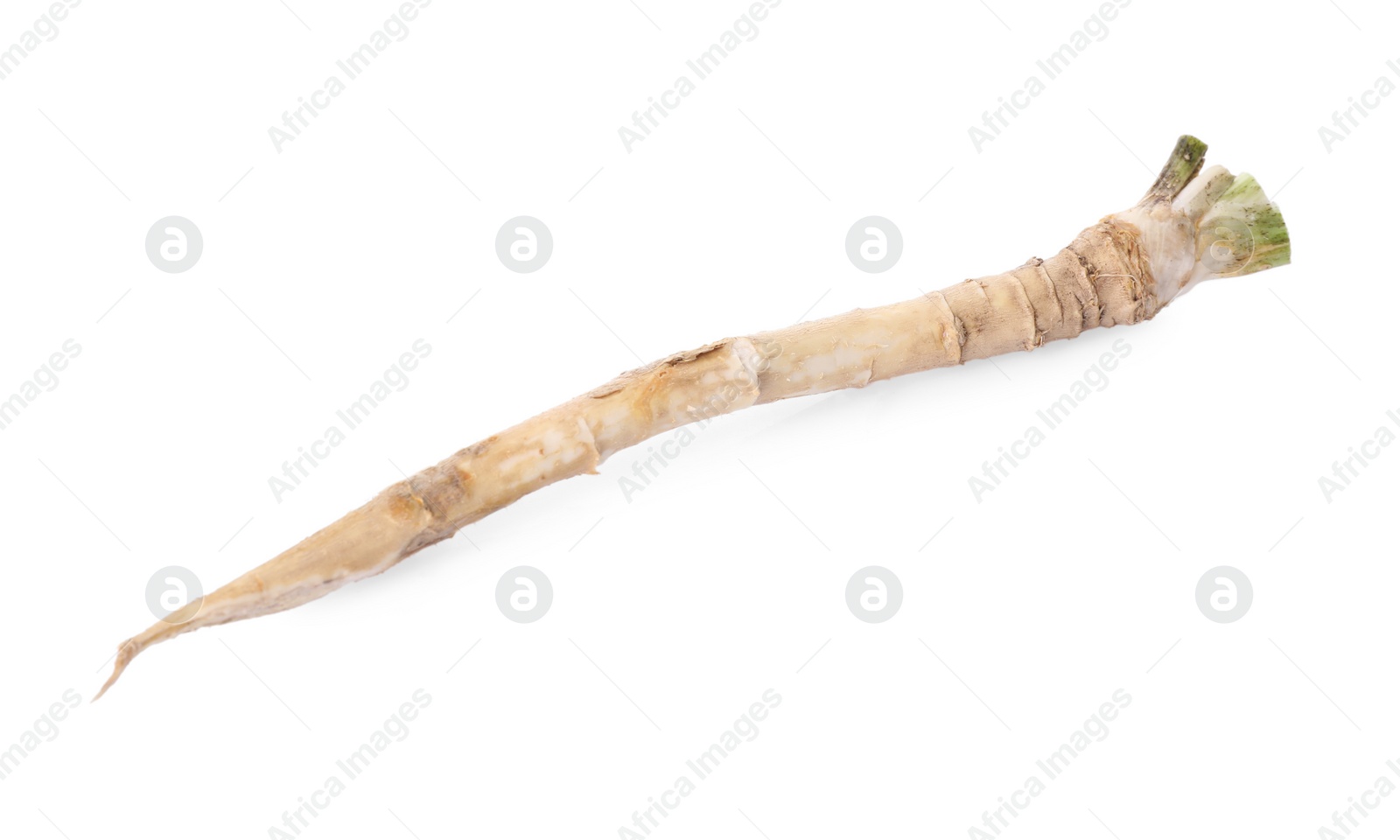 Photo of One fresh horseradish root isolated on white