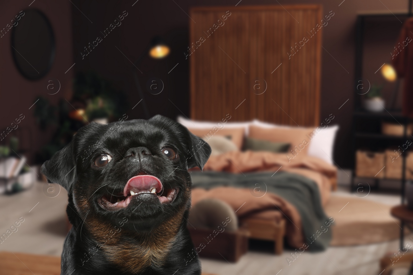 Image of Cute dog in bedroom, space for text. Pet friendly hotel