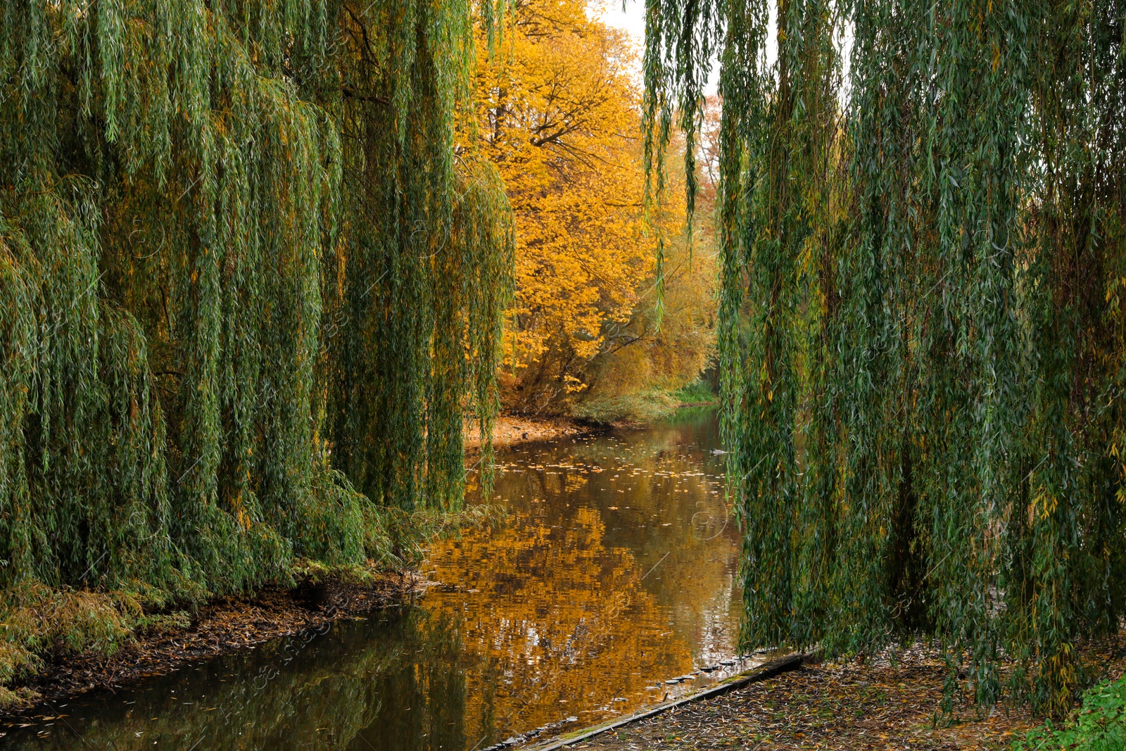 Photo of Beautiful park with yellowed trees and lake