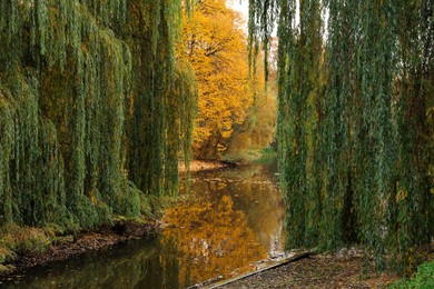 Beautiful park with yellowed trees and lake