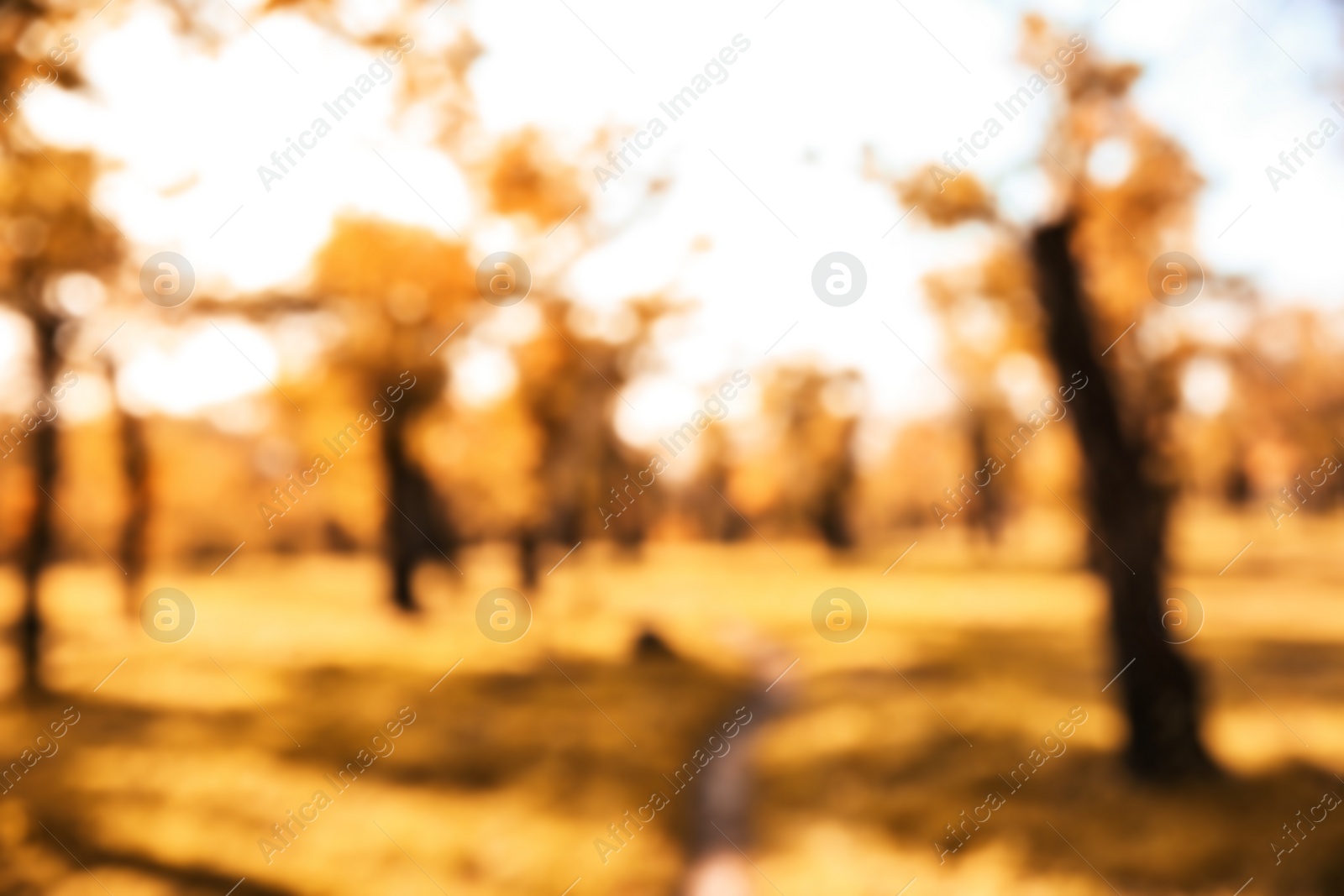 Photo of Blurred view of trees with bright leaves in park. Autumn landscape