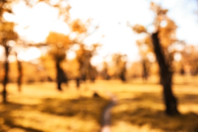 Blurred view of trees with bright leaves in park. Autumn landscape