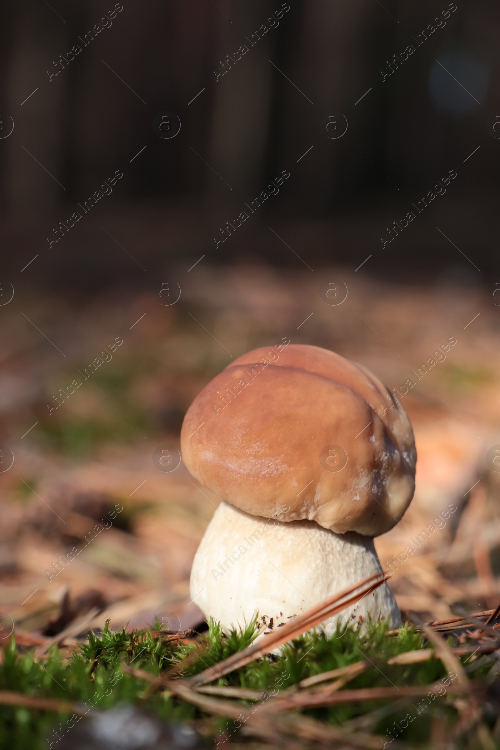 Photo of Porcini mushroom growing in forest, closeup view