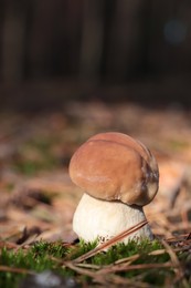 Porcini mushroom growing in forest, closeup view