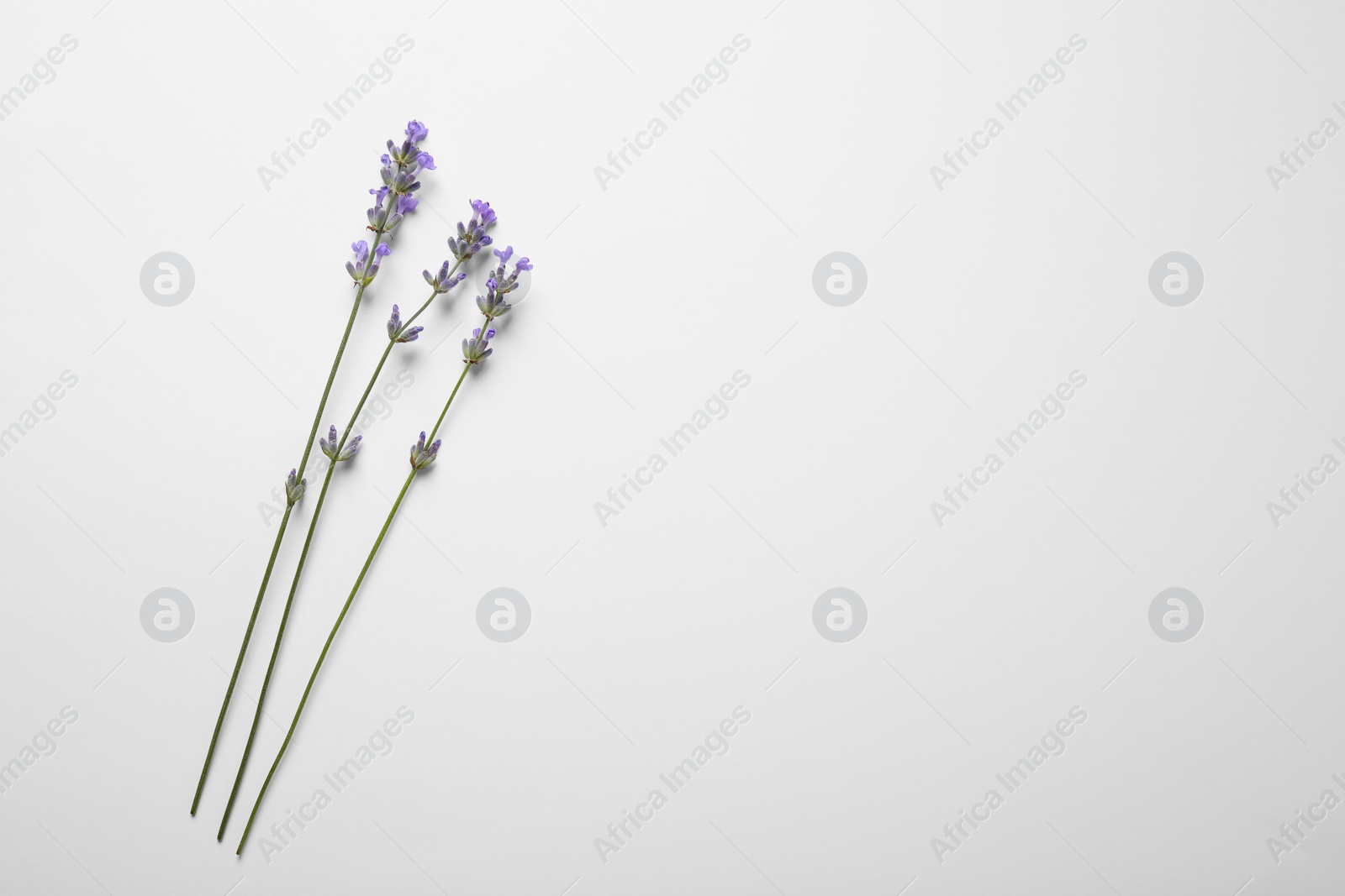 Photo of Beautiful aromatic lavender flowers on white background, flat lay. Space for text