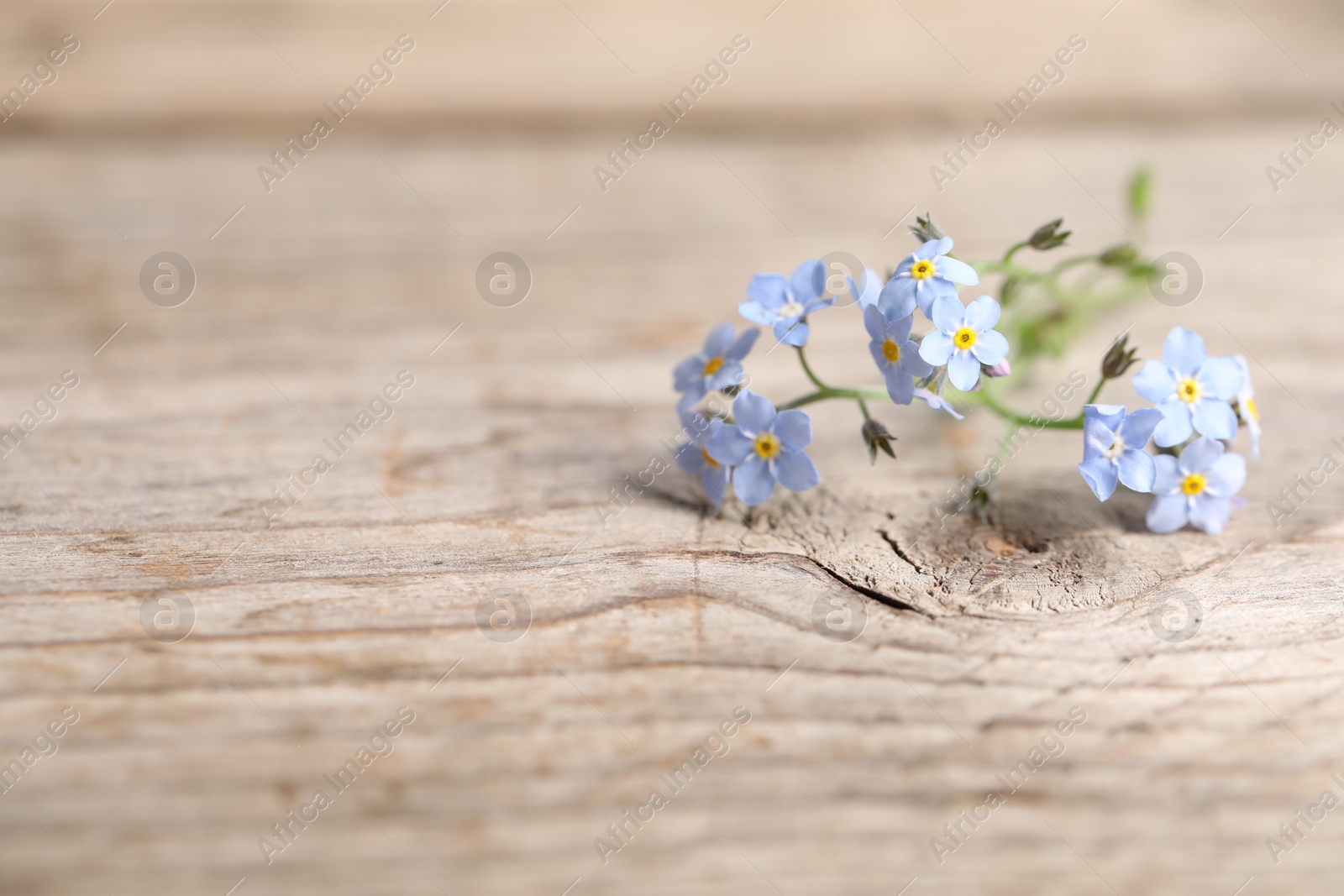 Photo of Beautiful forget-me-not flowers on wooden background, closeup. Space for text