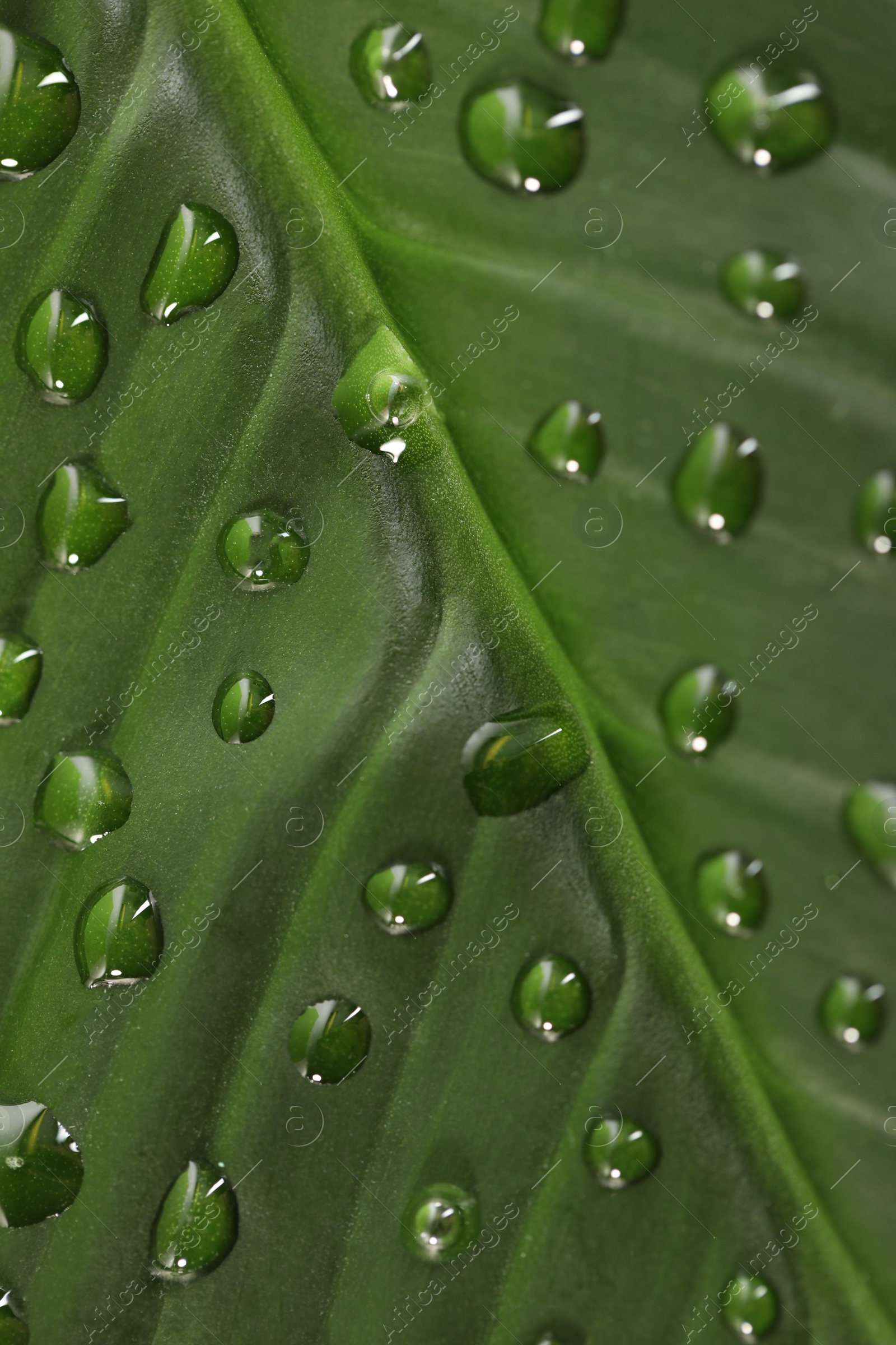 Photo of Green leaf with dew drops as background, closeup