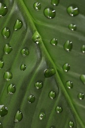 Green leaf with dew drops as background, closeup