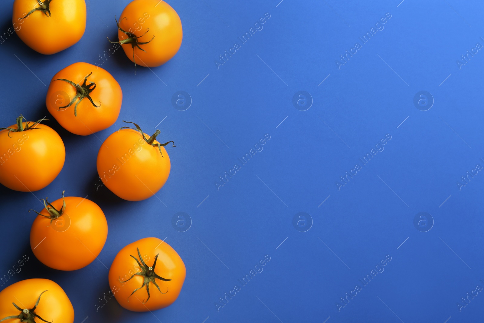 Photo of Yellow tomatoes on blue background, flat lay. Space for text