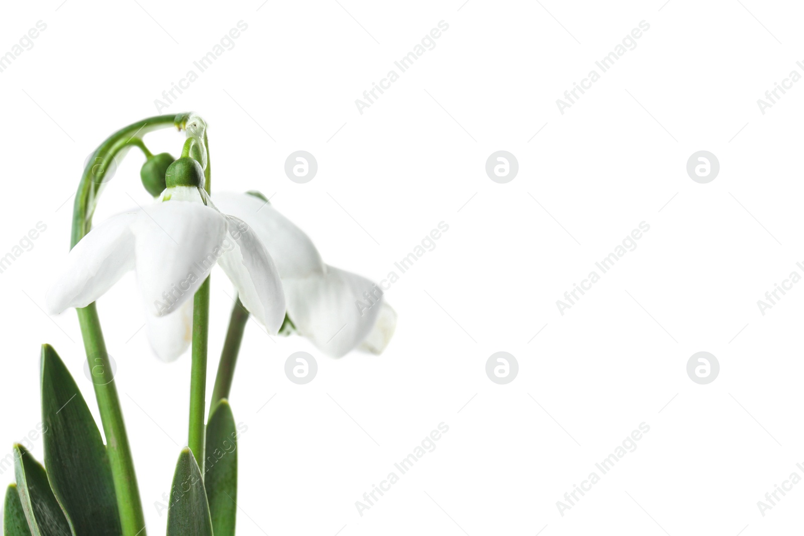 Photo of Beautiful snowdrop flowers isolated on white. Springtime