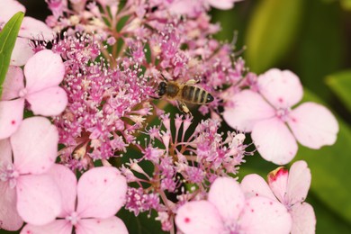 Photo of Honeybee collecting pollen from beautiful flowers outdoors, closeup