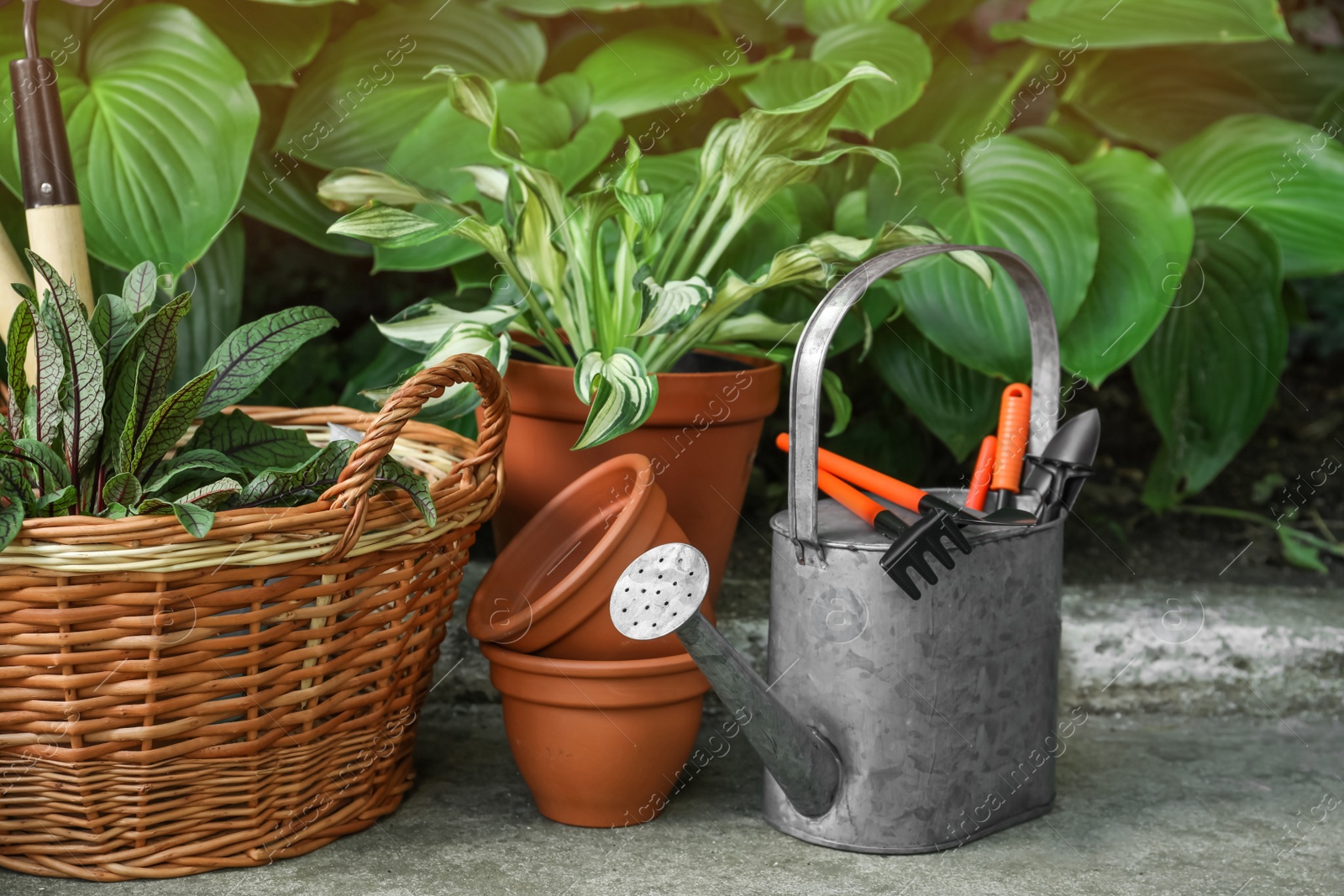 Photo of Beautiful plants and different gardening tools outdoors