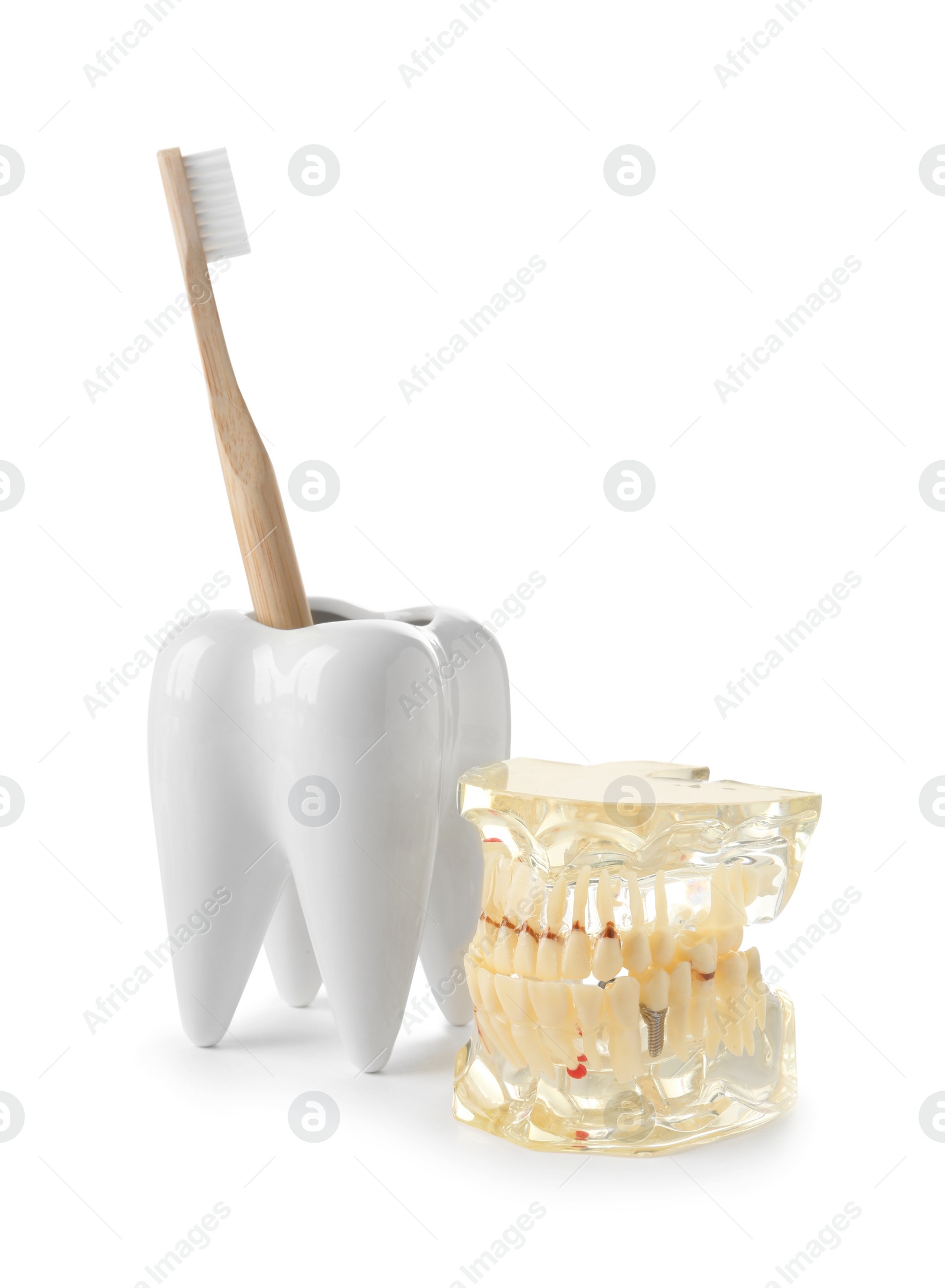 Photo of Tooth shaped holder with brush and model of oral cavity on white background