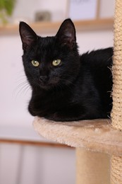 Photo of Adorable black cat with beautiful eyes on perch of activity tree at home