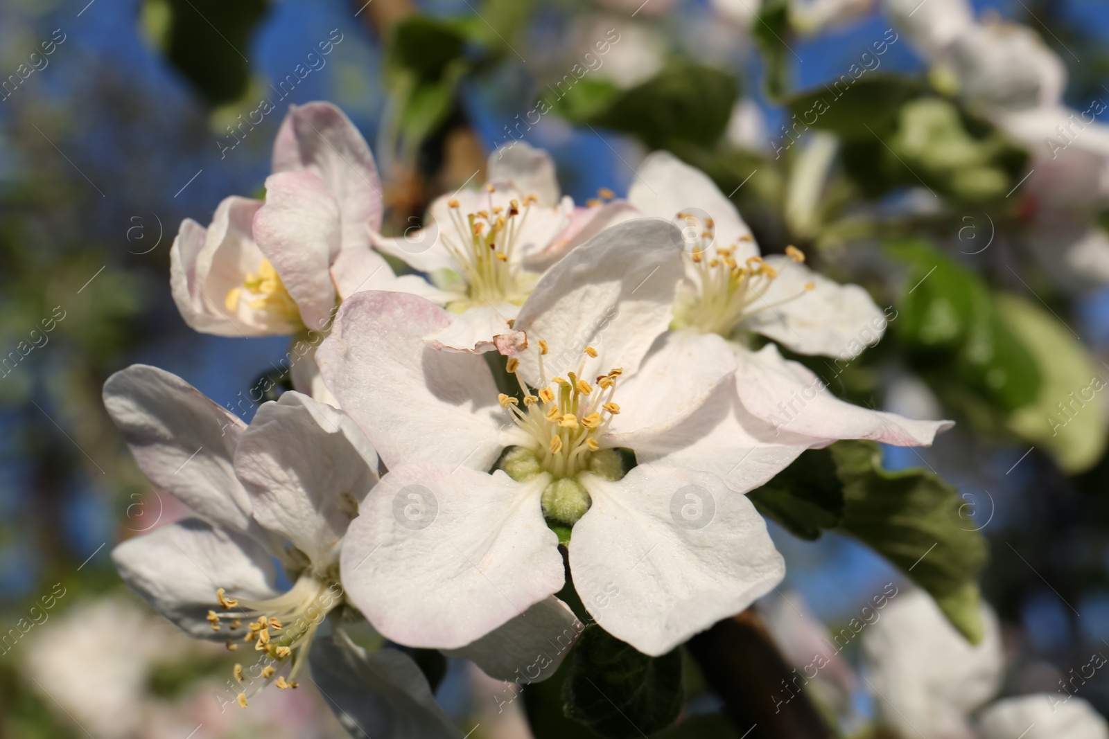 Photo of Apple tree with beautiful blossoms, closeup view. Spring season