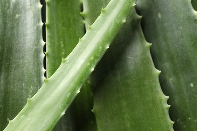 Photo of Fresh aloe vera leaves as background, closeup