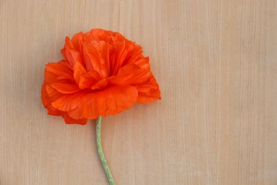 Photo of Beautiful bright red poppy flower on wooden background, top view. Space for text