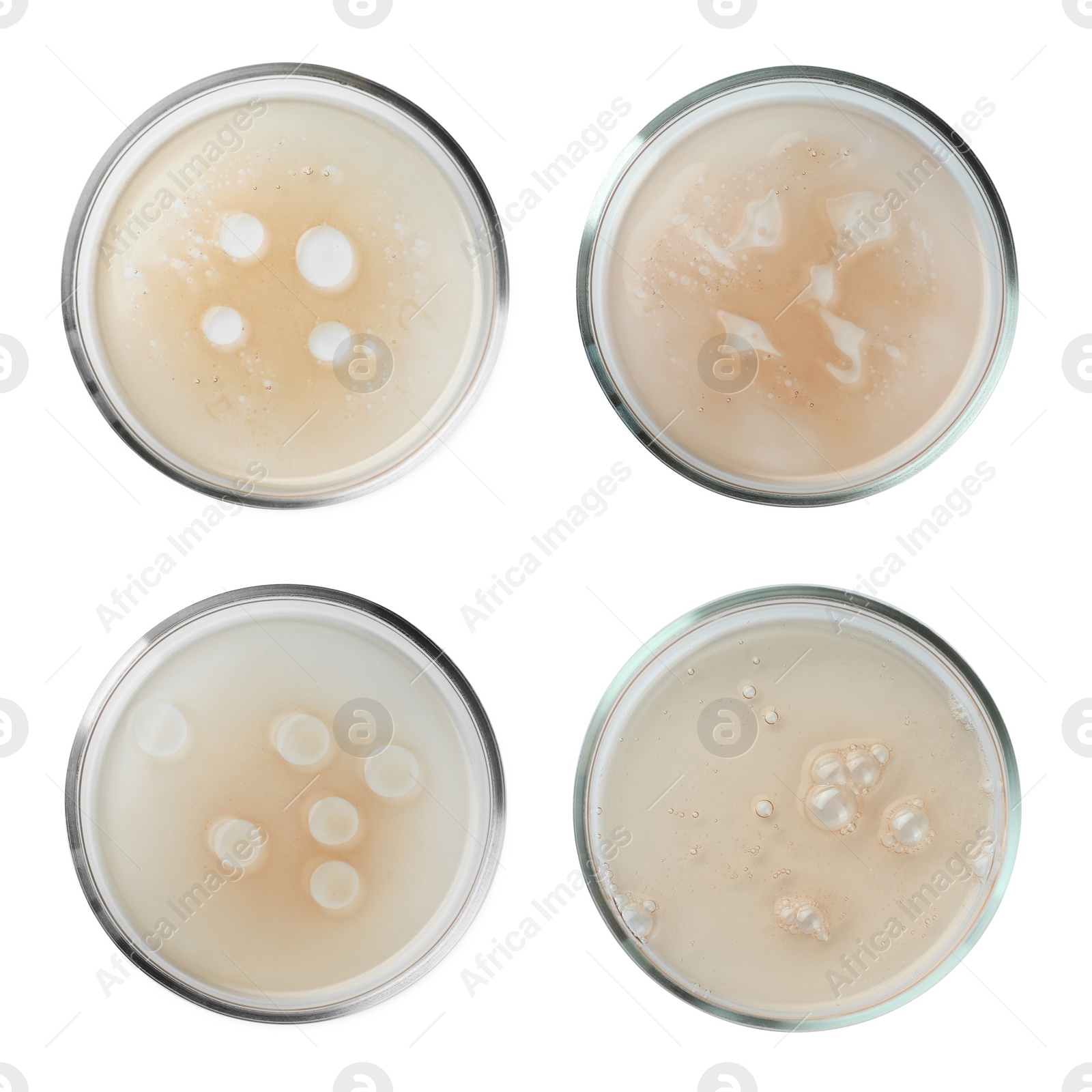 Image of Set of Petri dishes with liquid samples isolated on white, top view