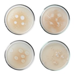 Image of Set of Petri dishes with liquid samples isolated on white, top view