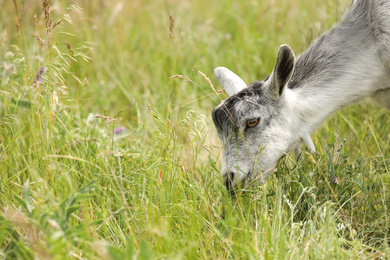 Photo of Cute grey goatling grazing in green field, closeup. Animal husbandry