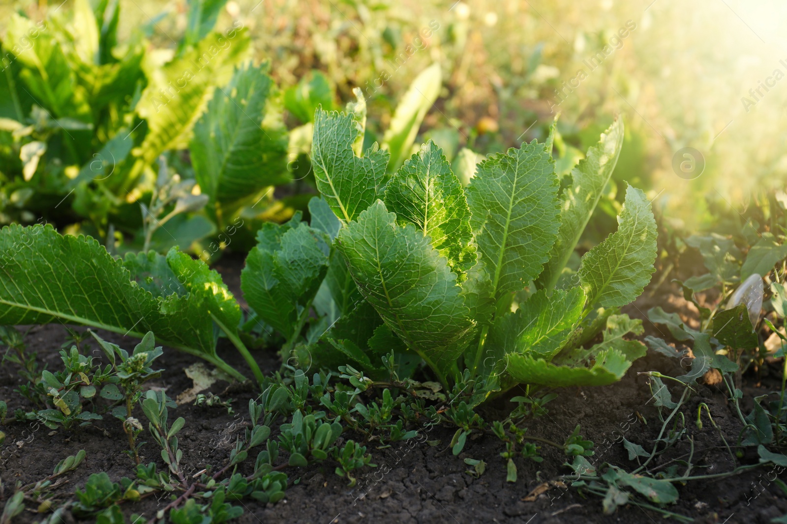 Photo of Beautiful horseradish plants growing in kitchen garden